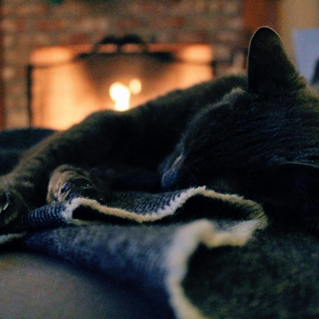 Cat snuggles in front of fire