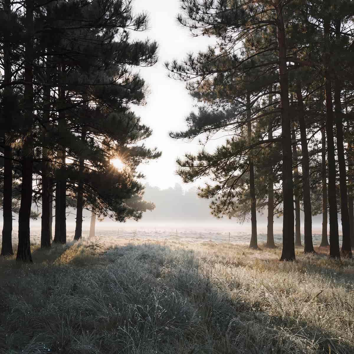 A misty forest path lined with tall pine trees, with sunlight breaking through the dark tree trunks and illuminating frosty grass in the foreground.